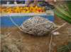 imgp2644_small.jpg